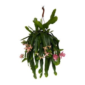 Disocactus phyllanthoides - Ø21cm - ↕50cm