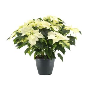 Poinsettia Alaska Wit - Ø21cm - ↕45cm