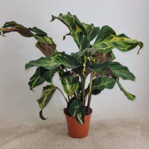 Calathea Confusion - Ø14cm - ↕50cm