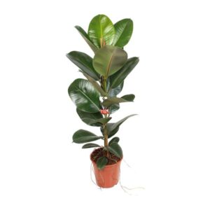 Ficus Elastica Robusta 21 Cm - Ø21cm - ↕95cm