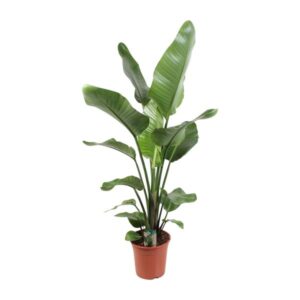 Strelitzia Nicolai 21 Cm - Ø21cm - ↕90cm
