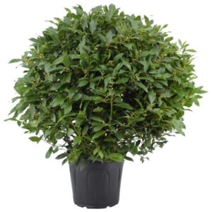 Laurus Nobilis Bol Zonder Stam - Ø30cm - ↕110cm