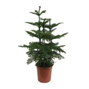Araucaria (2 Tak) - Ø27cm - ↕110cm