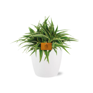 Chlorophytum Ocean 15cm in ELHO brussels 16 cm round white