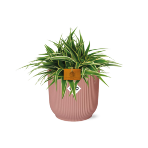Chlorophytum Ocean 15cm in ELHO Vibes Fold 16cm round delicate pink