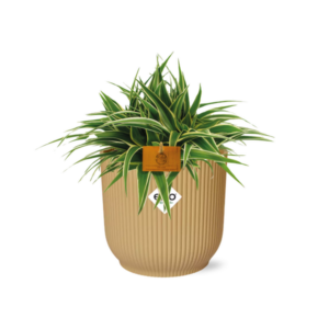 Chlorophytum Ocean 15cm in ELHO Vibes Fold 16cm round geel