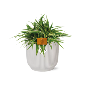Chlorophytum Ocean 15cm in ELHO Vibes Fold 16cm round silky white