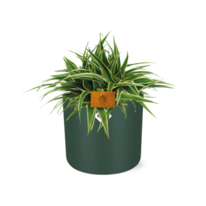 Chlorophytum Ocean 15cm in ELHO b. for soft rond 16cm leaf green