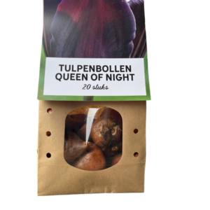 Queen of Night - Tulpenbollen 20 stuks