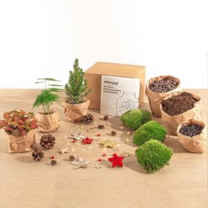 Planten terrarium pakket - Mini-kerstboom - 3 planten - Navulling & Startpakket - DIY Christmas