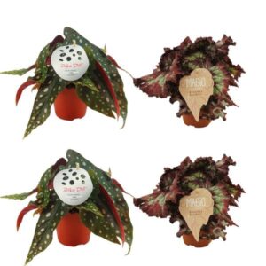 2x Begonia Maculata + 2x Begonia Rex Balboa - 4 stuks - Ø12cm - ↕20-25cm