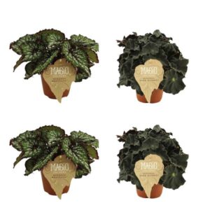 2x Begonia Rex Bostella + 2x Begonia Rex Dark Mambo - 4 stuks - Ø12cm - ↕25cm