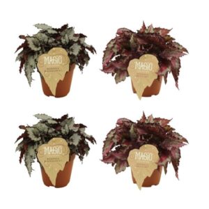 2x Begonia Rex Raindance + 2x Begonia Rex Spitfire - 4 stuks - Ø12cm - ↕25cm