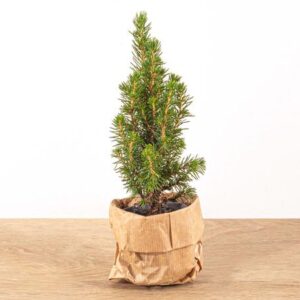 Baby Christmas tree - ↕15-20 cm - Ø 6 cm - Picea Glauca Perfecta