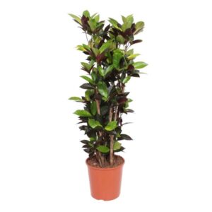 Codiaeum Iceton (Croton Iceton) - 140 cm - ø27