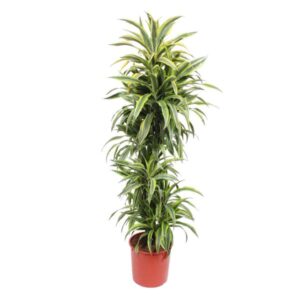 Dracaena Lemon Lime - 170 cm - ø34