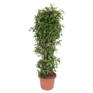 Dracaena Surculosa - 180 cm - ø40