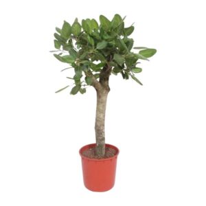 Ficus Benghalensis boom - 150 cm - ø30