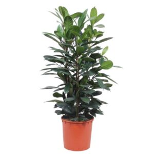 Ficus Cyathistipula struik - 140 cm - ø34