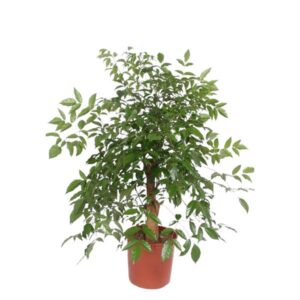 Hetropanax Chinensis - 160 cm - ø34