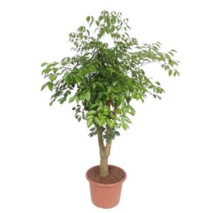 Hetropanax Chinensis vertakt - 200 cm - ø45