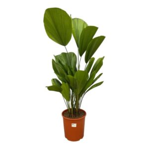 Licuala Grandis - 130 cm - ø27