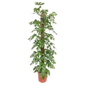 Monstera Minima mosstok - 150 cm - ø27