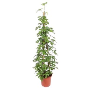 Monstera Minima piramide - 150 cm - ø27