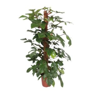 Philodendron Squamiferum mosstok - 150 cm - ø27