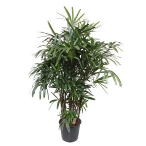 Rhapis Excelsa -200 cm - ø34