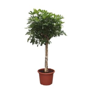 Schefflera Arboricola Compacta boom - 180 cm - ø35