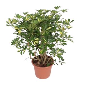 Schefflera Gold Capella vertakt - 130 cm - ø40