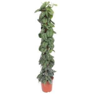 Scindapsus Pictus Trebie mosstok - 160 cm - ø30