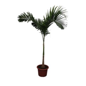 Veitchia Merrillii - 250 cm - ø34