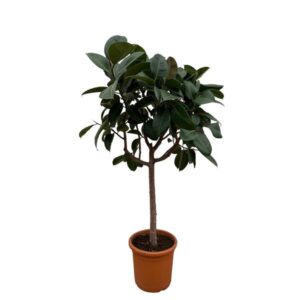 Ficus Elastica Robusta op stam - 190 cm - ø35-40cm