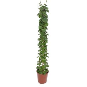 Cissus rotundifolia pyramide - 160 cm - ø27