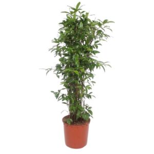 Dracaena Surculosa - 150 cm - ø34