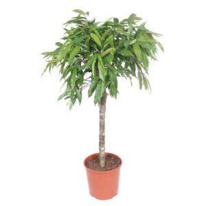 Ficus Amstel King - 130 cm - ø30