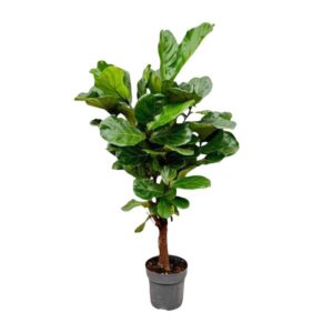 Ficus Lyrata vertakt - 130cm - ø 27cm