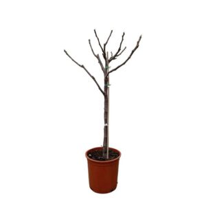 Ficus Carica op stam - 100 cm - Ø20