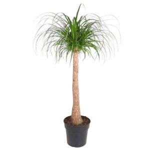 Beaucarnea stam - 120 cm - ø32
