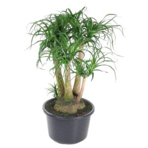 Beaucarnea vertakt - 110 cm - ø41