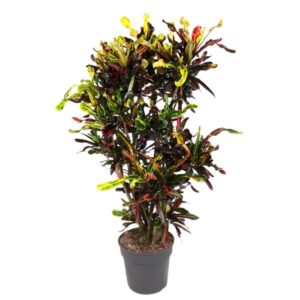 Codiaeum Mammi vertakt - 120 cm - ø27