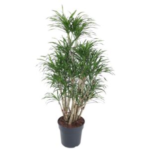Dracaena Anita vertakt - 160 cm - ø34