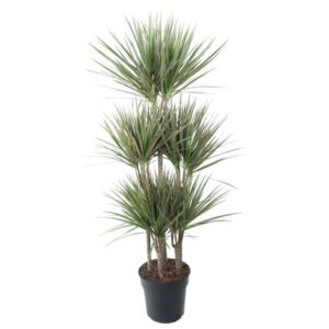 Dracaena Bicolor Carrousel - 150 cm - ø31