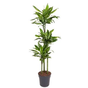 Dracaena Golden Coast - 150 cm - ø24