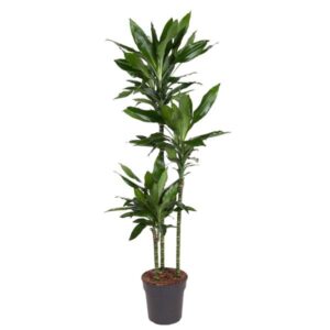 Dracaena Janet Lind - 150-160 cm - ø24