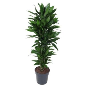 Dracaena Janet Lind vertakt - 120 cm - ø27