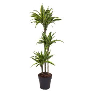 Dracaena Lemon Lime - 160 cm - ø27