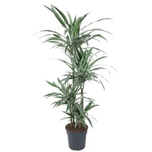 Dracaena Warneckei - 130 cm - ø27